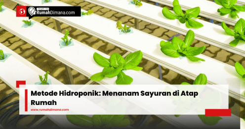 hidroponik